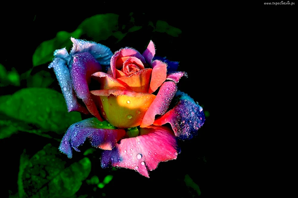 Rainbow flower