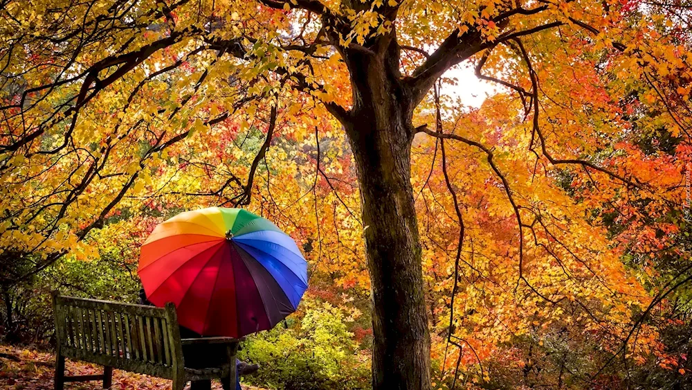 Autumn brunette multi-coloured umbrellas