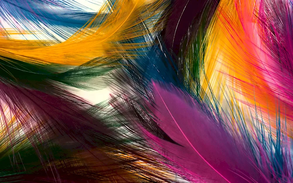 Beautiful feather