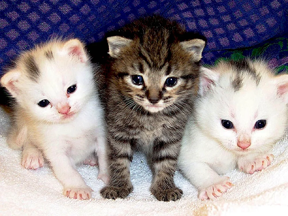 Maine Coon cat