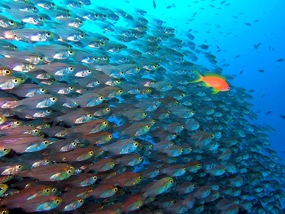 Atlantic herring spawning female