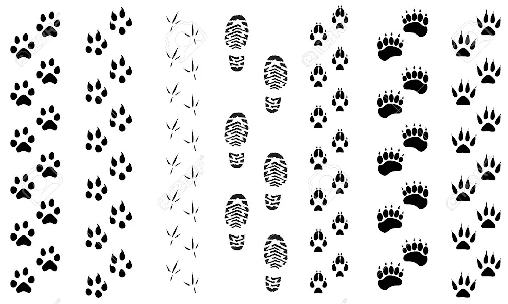 Wolf tracks