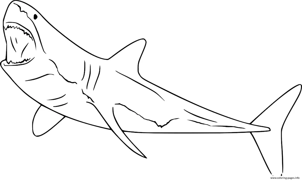 Shark colouring