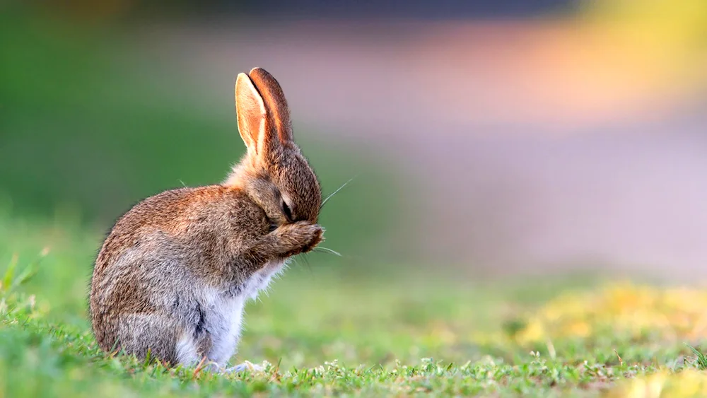 Beautiful rabbit