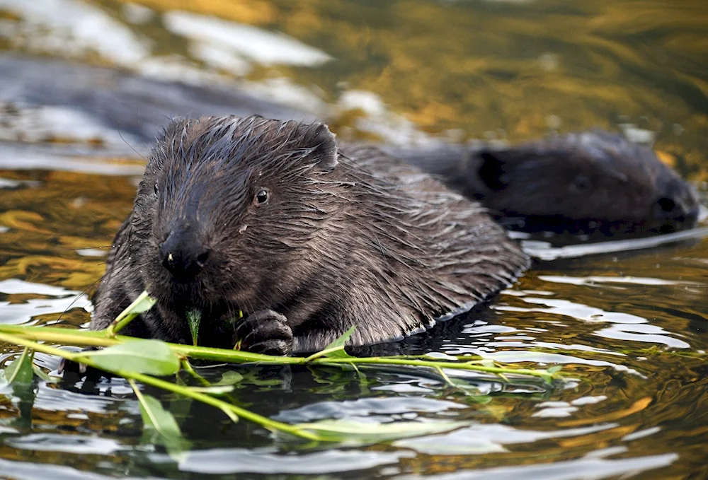 River beaver