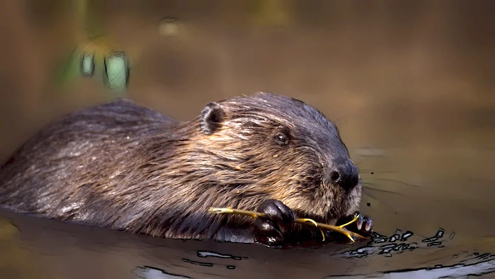 Nurgush Nature Reserve beavers