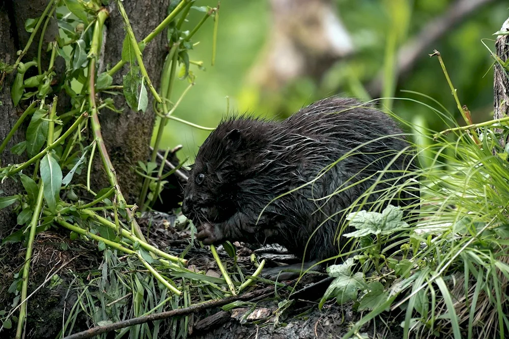 Ordinary Beaver