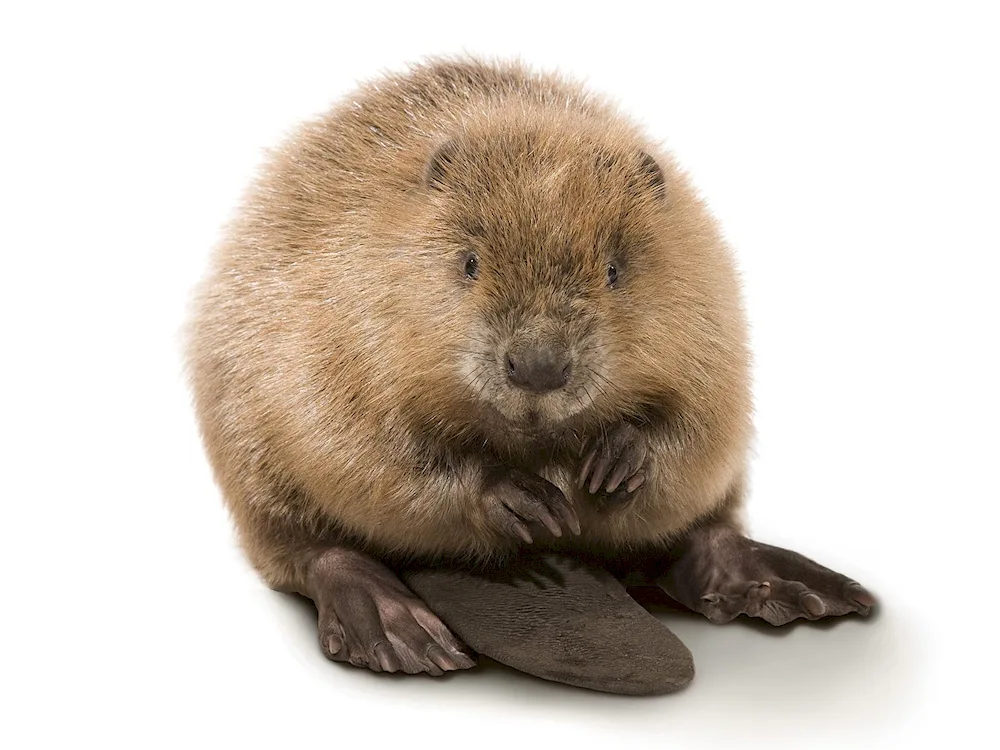 Beaver and beaver cubs