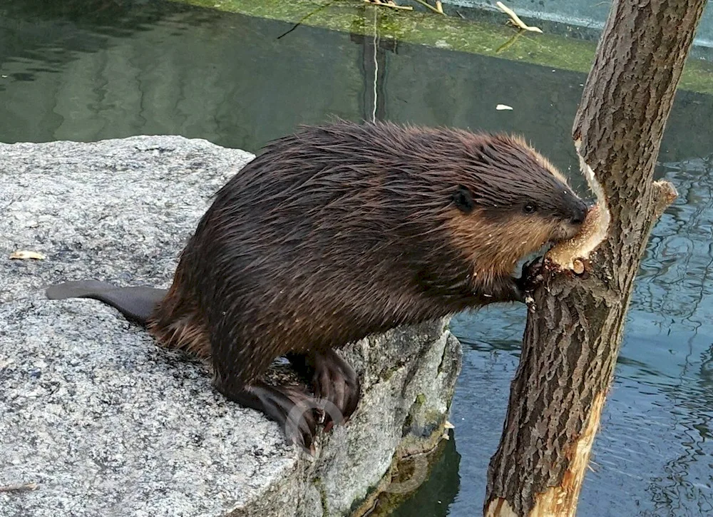 Canadian Beaver Castor canadensis