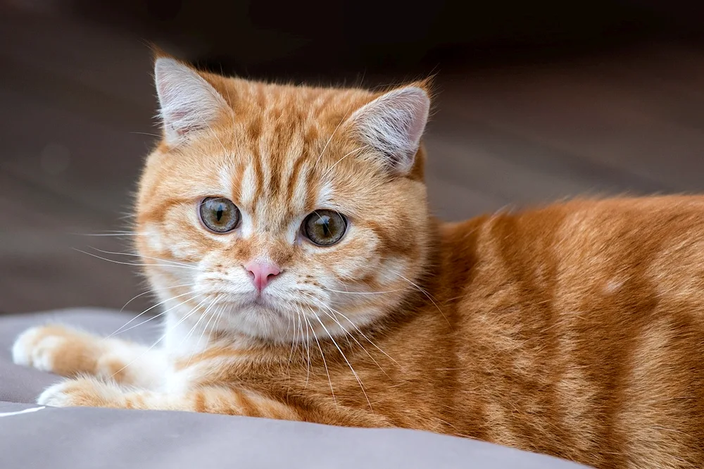 Red British Shorthair cat