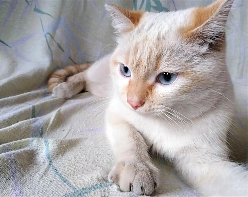 Burmese cat red