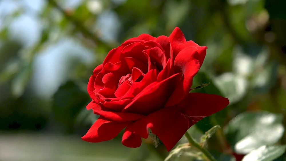 Red Rose