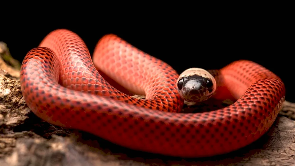 Red Snake