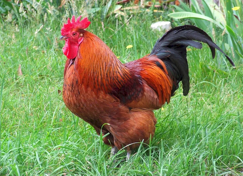 Redbro rooster