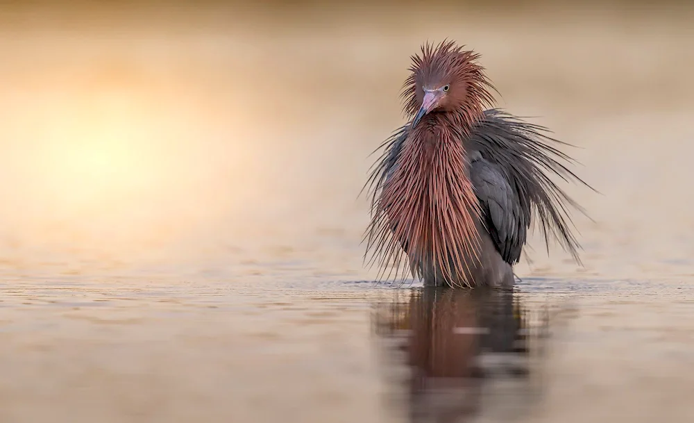 Reddish Egret bird