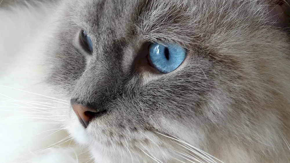 Ragdoll cat grey