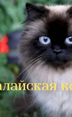 Ragdoll Burmese Nevskaya