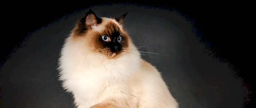 Ragdoll Burmese Nevskaya