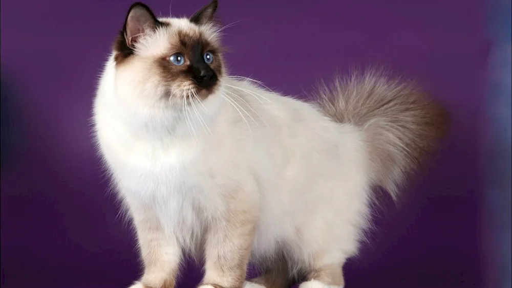 Ragdoll Burmese Nevsky