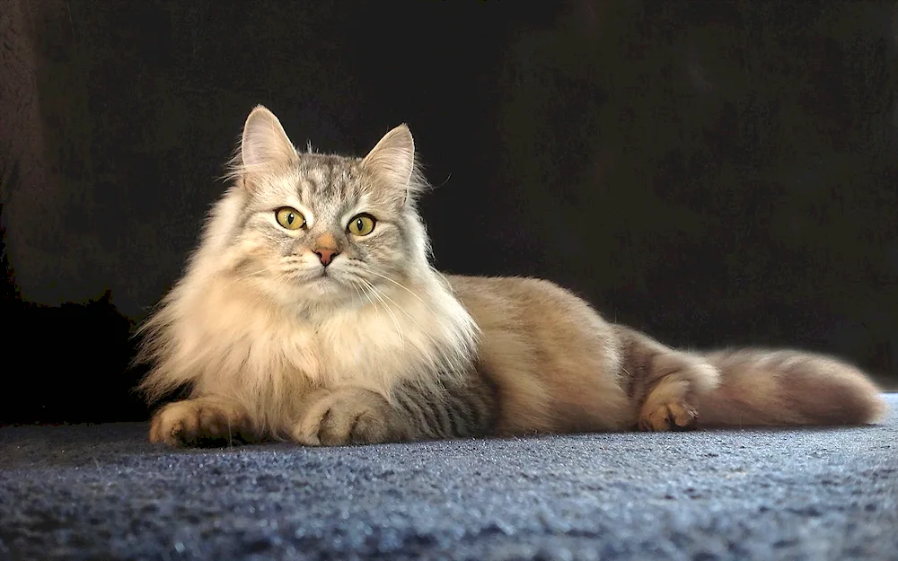 Ragdoll and Maine Coon