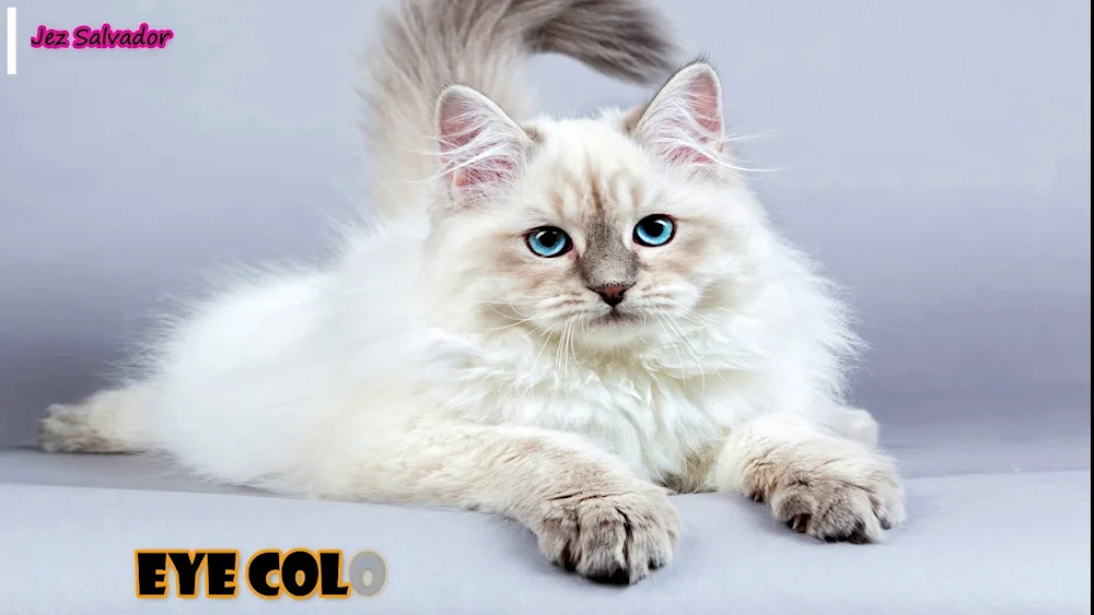 Siberian longhair cat