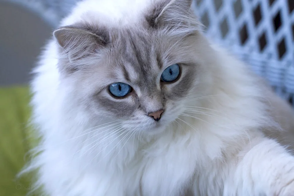 Ragdoll and Siberian cat