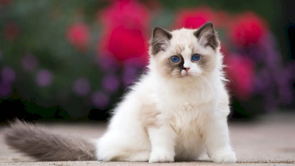 Ragdoll cat