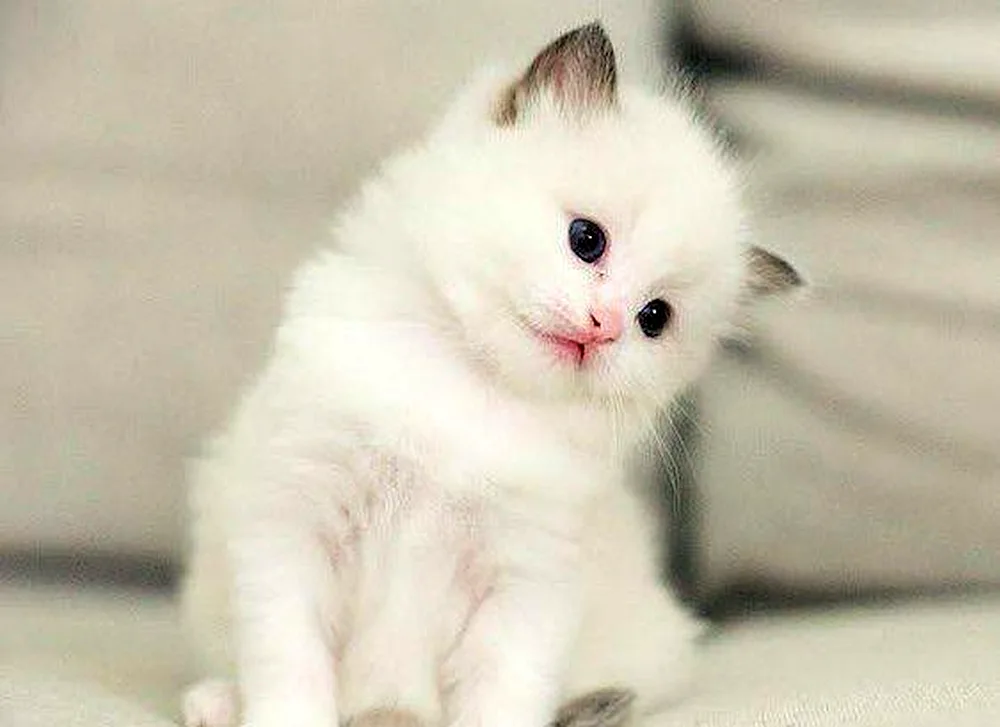 Persian angora cat