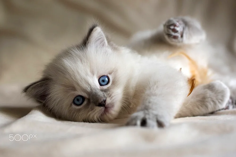 Ragdoll kittens