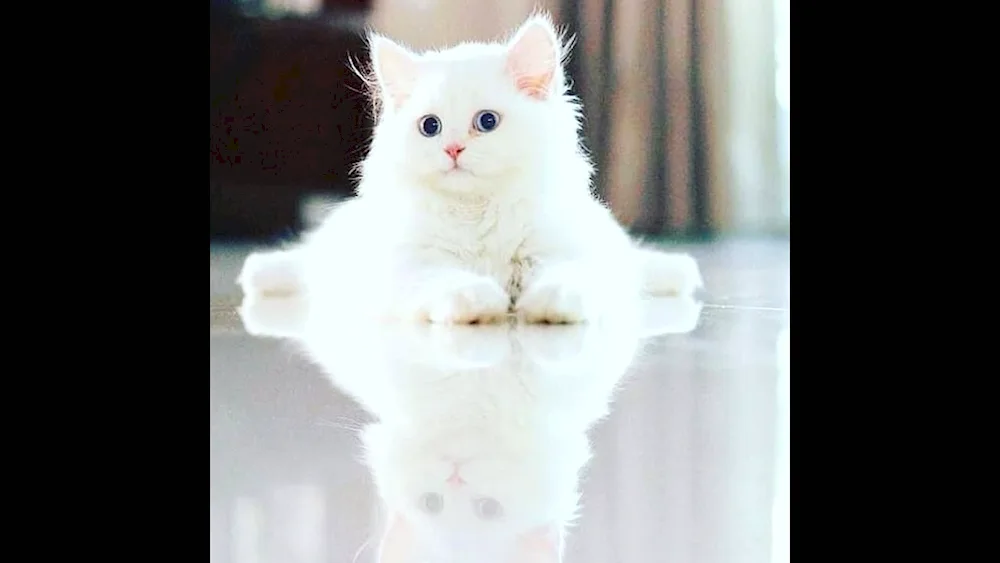 Persian long-haired chinchilla cat