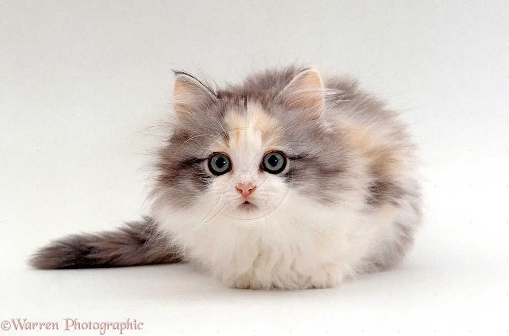 Munchkin cat breed