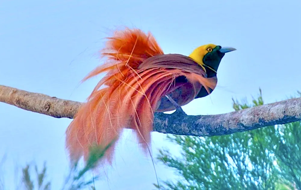 Reggianova Bird of Paradise