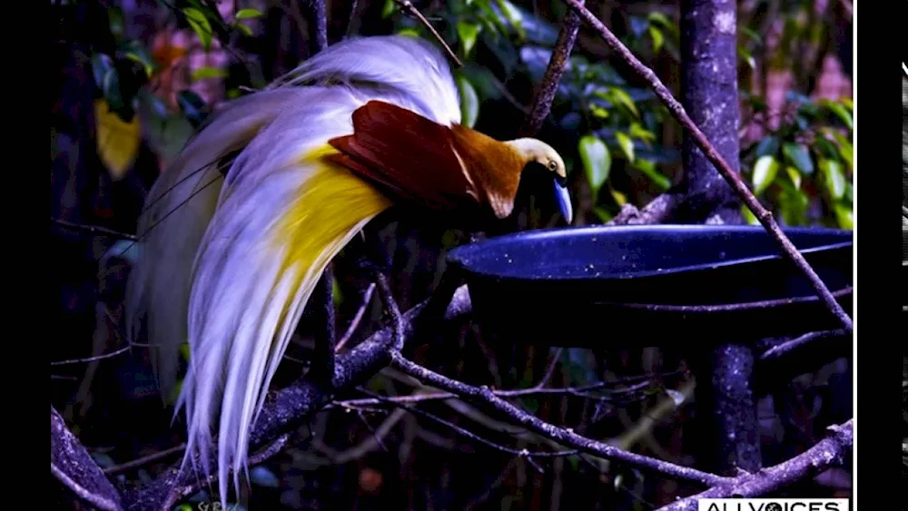 Reggianova Bird of Paradise