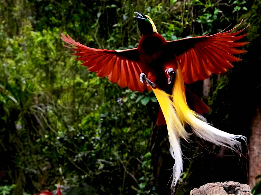 Reggianova Bird of Paradise