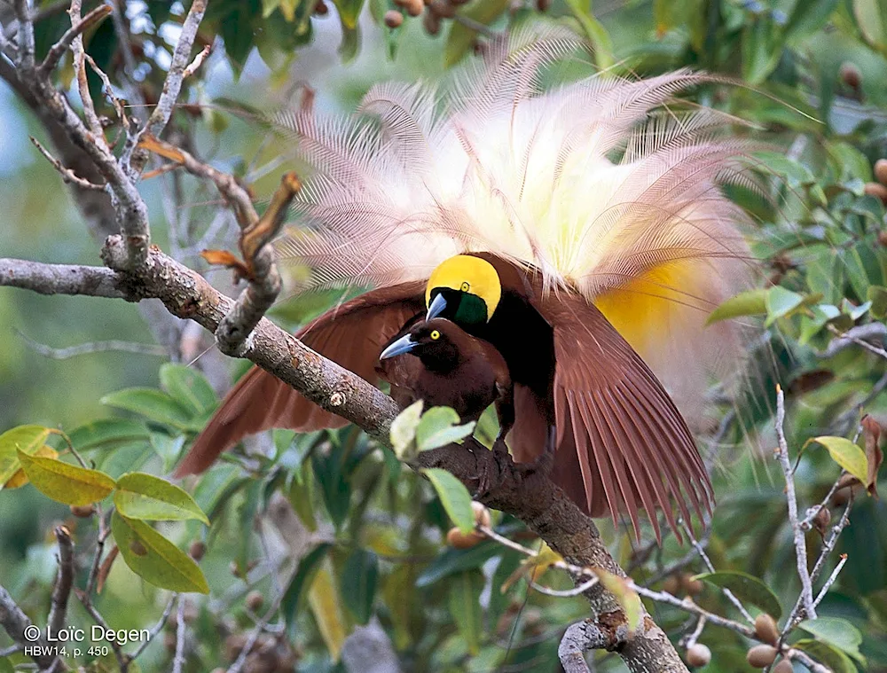 Reggianova Bird of Paradise