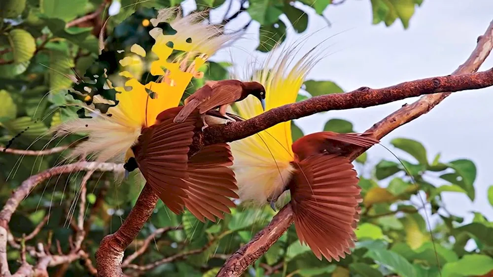 Reggianova Bird of Paradise