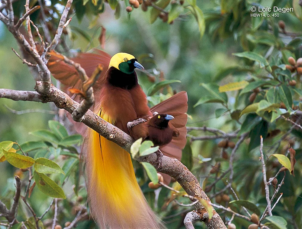 Reggianova Bird of Paradise