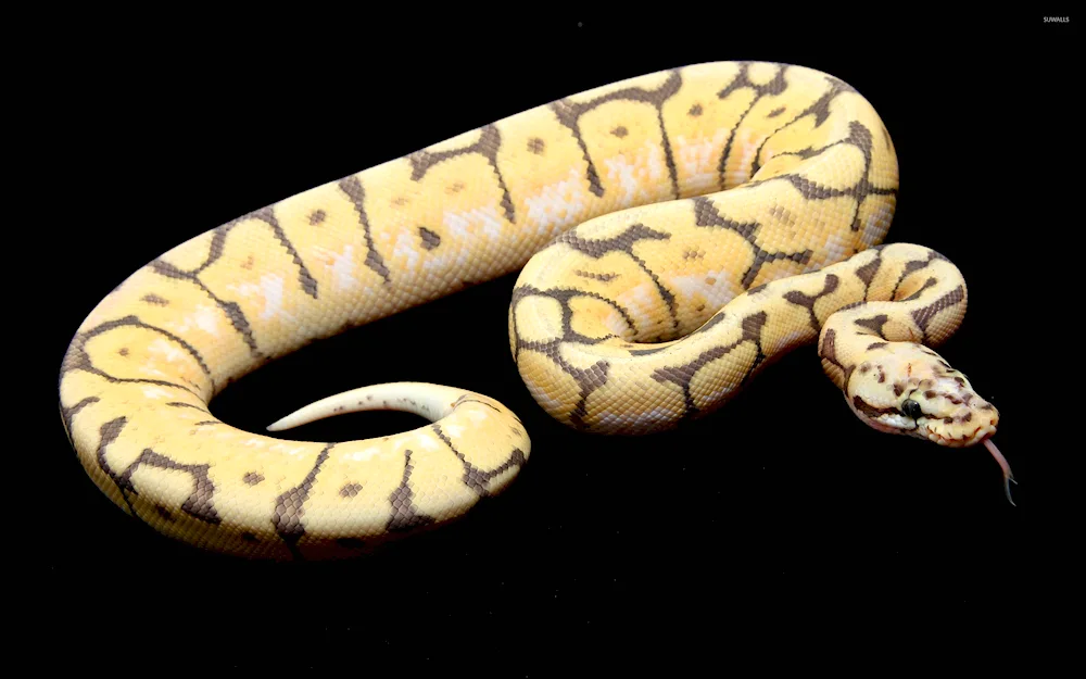 Snake python yellow