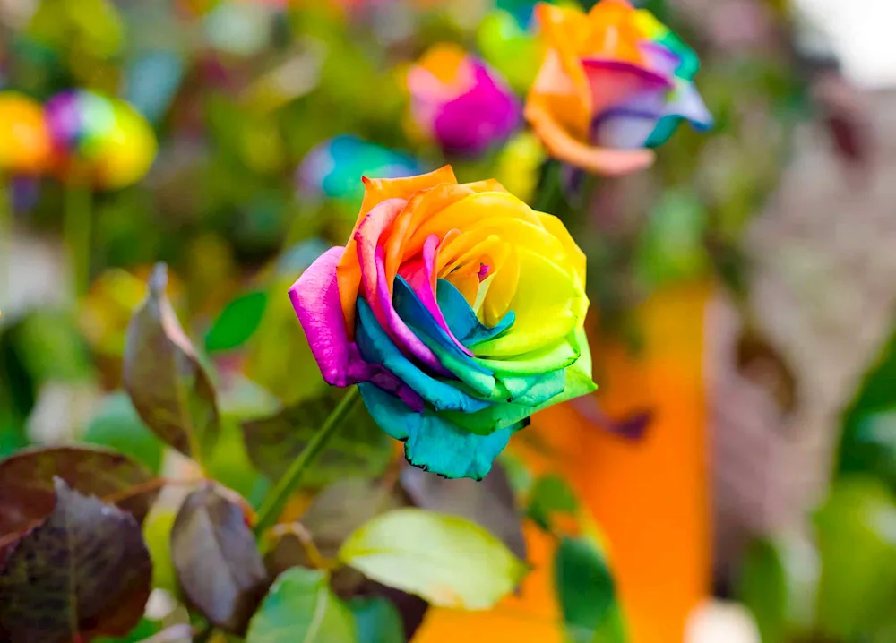 Rainbow rose