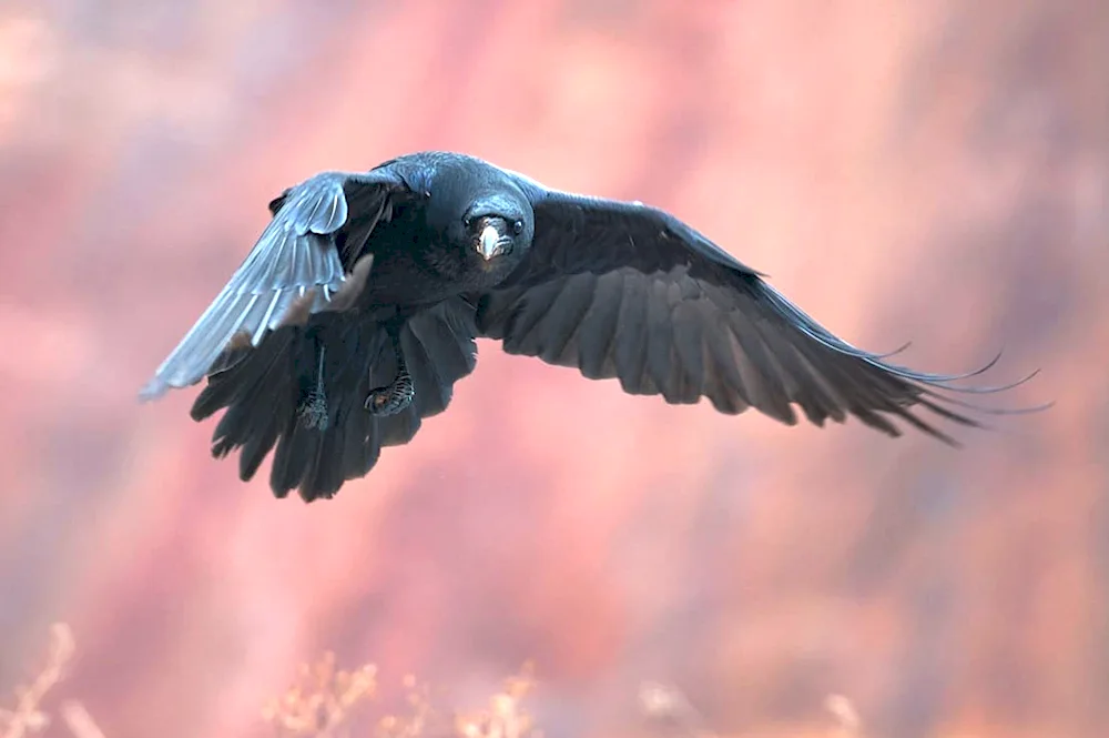 The raven with spread wings