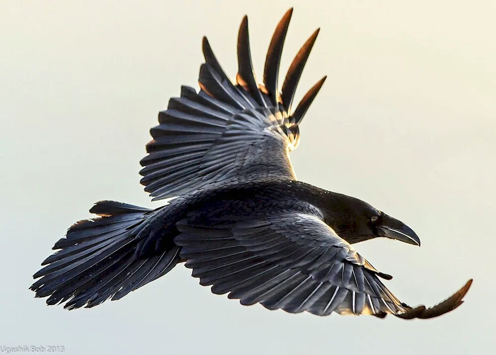 The raven. wingspan