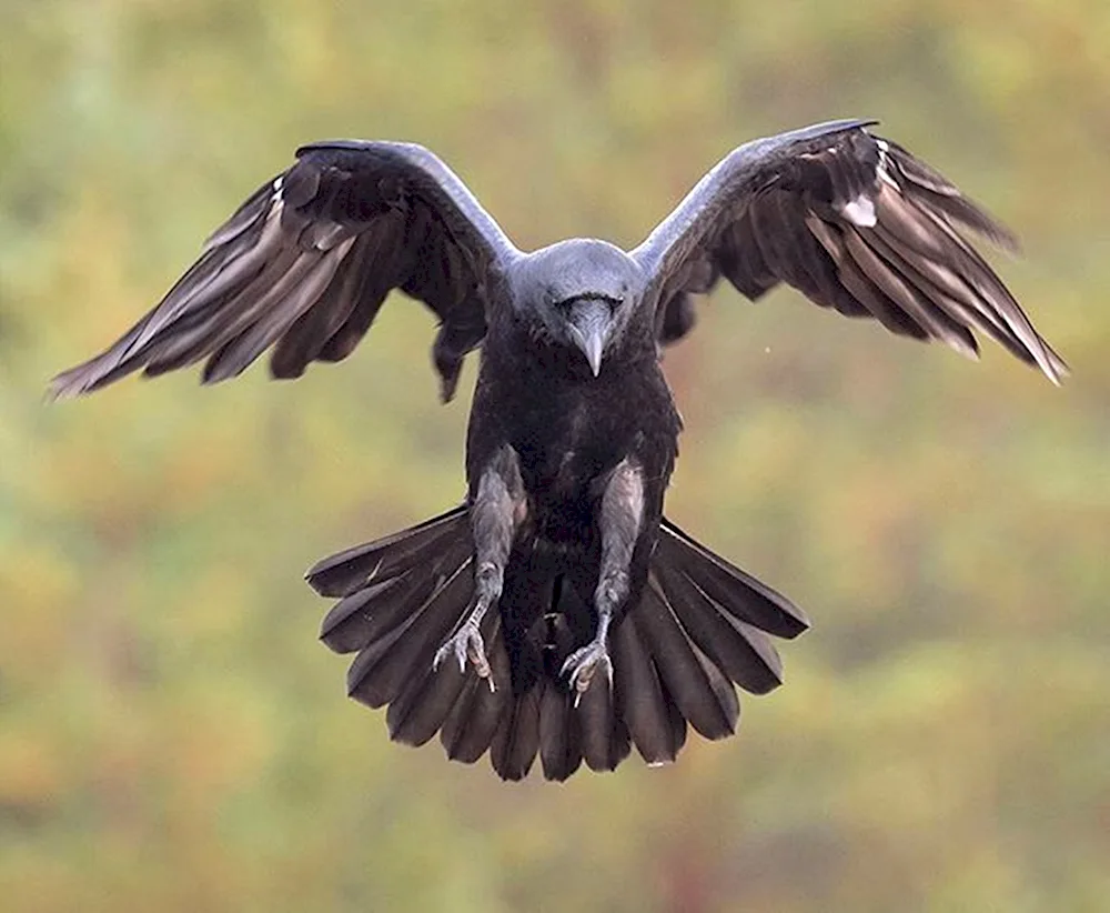 Raven bird