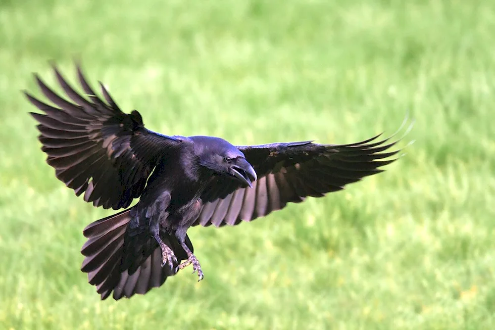 Corvus Corax bird