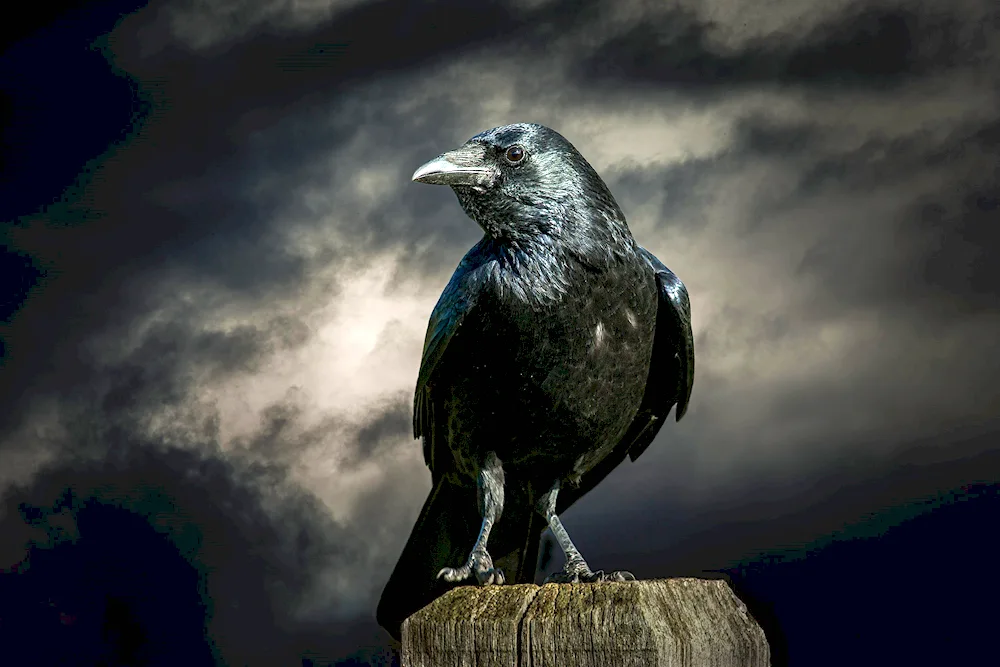 Crow's beak