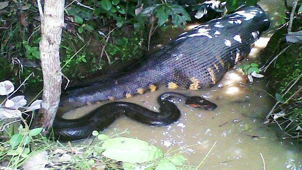 Amazon River snake Anaconda