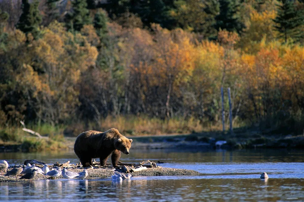 Chusovaya River Flora and Fauna