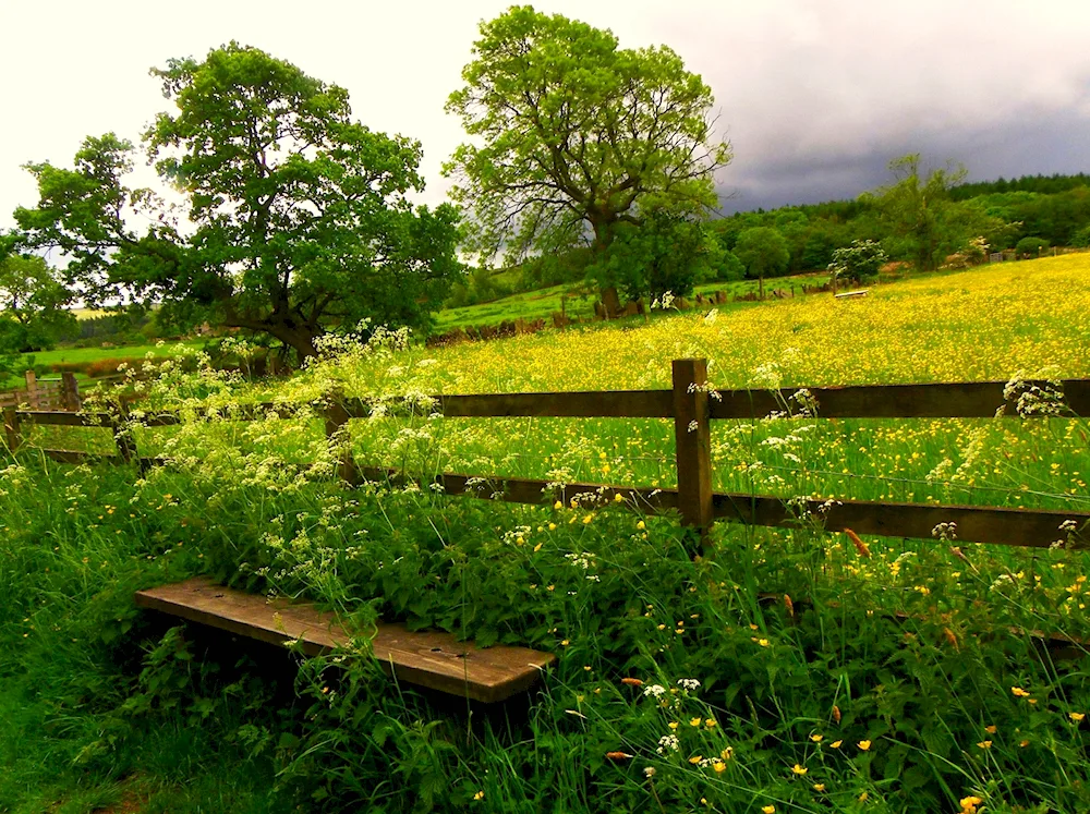 Summer in the village