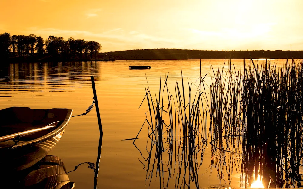 Fishing in the reeds