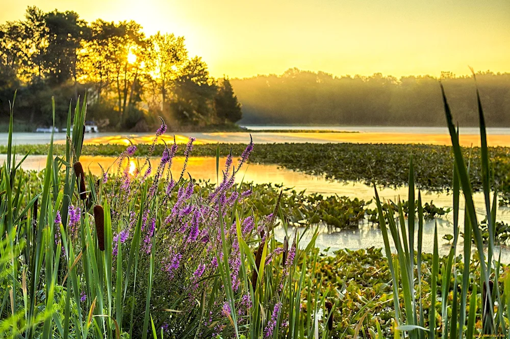 River reeds