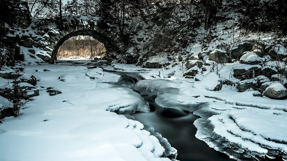 River in the forest